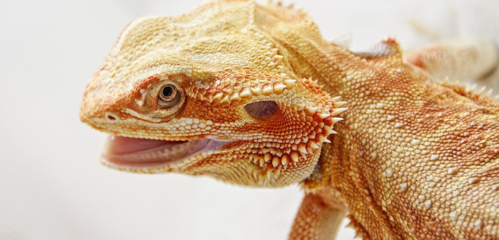 image of cute baby bearded dragon