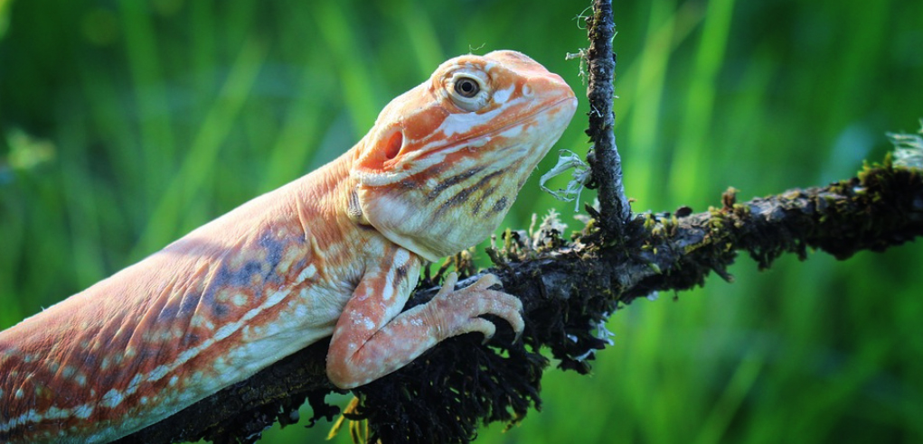 Types of Baby Bearded Dragons