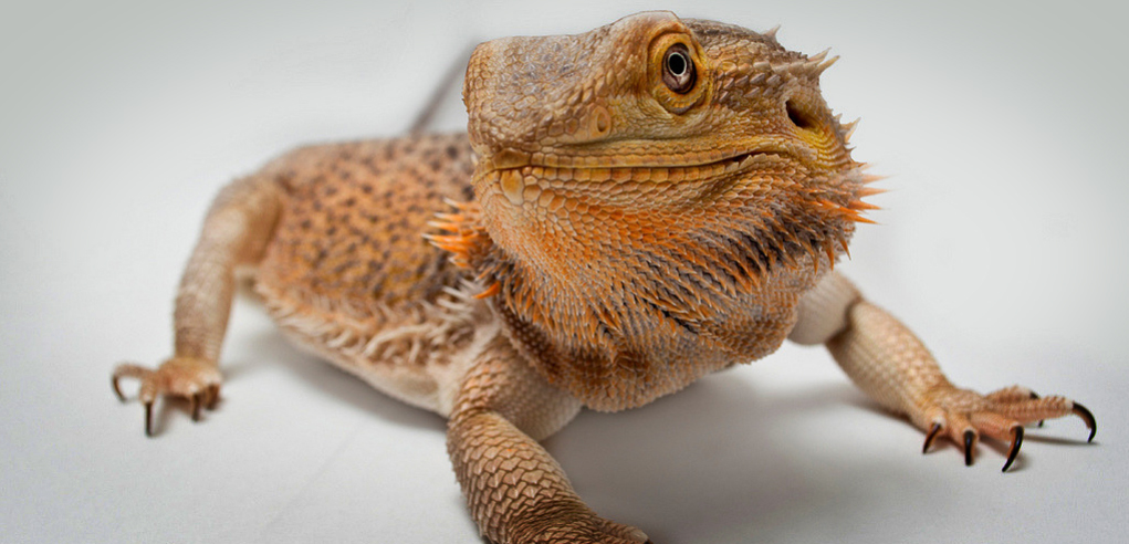 Types of Baby Bearded Dragons